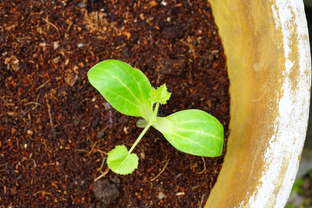 Potted courgette on a balcony