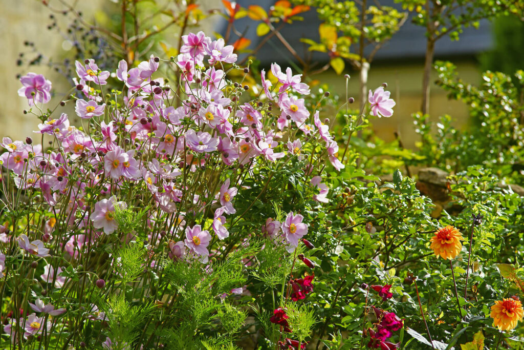 Japanese anemones in a border