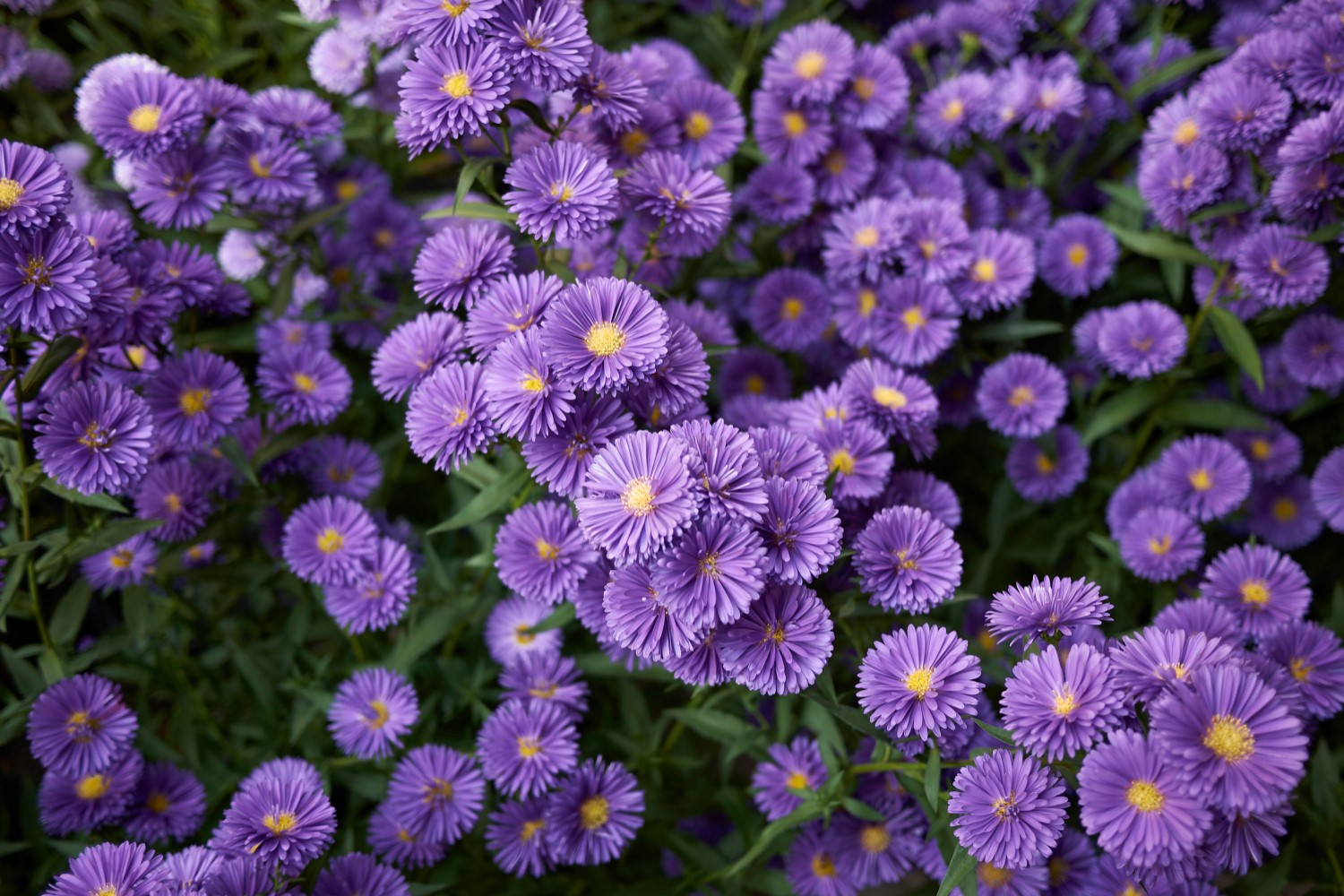 Soft looking purple aster flowers