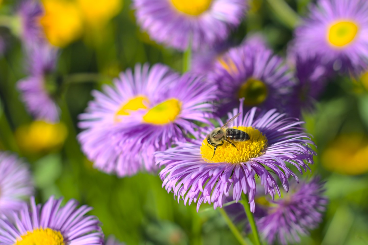 Bee on a purple aster