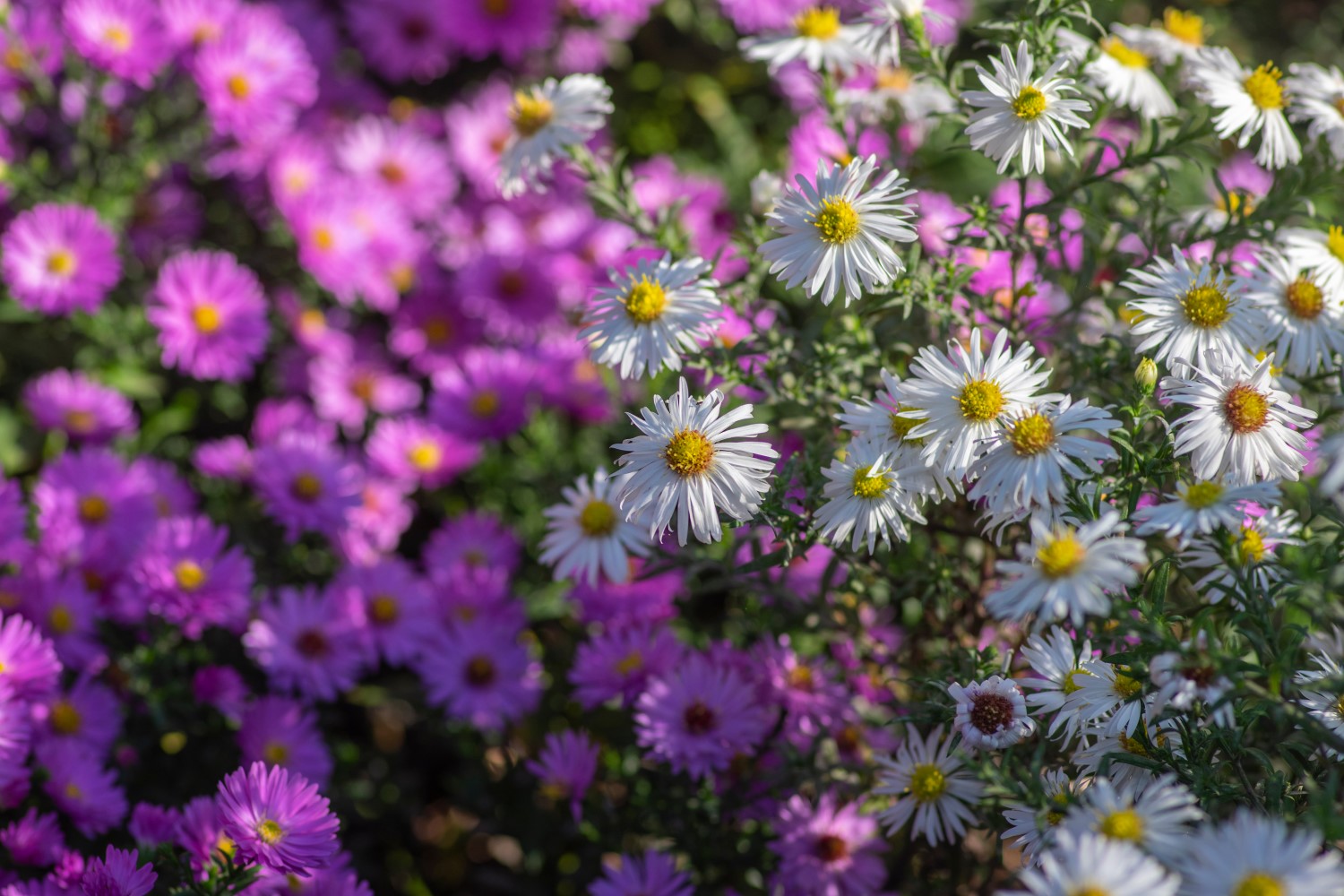 White and pink aster varieties