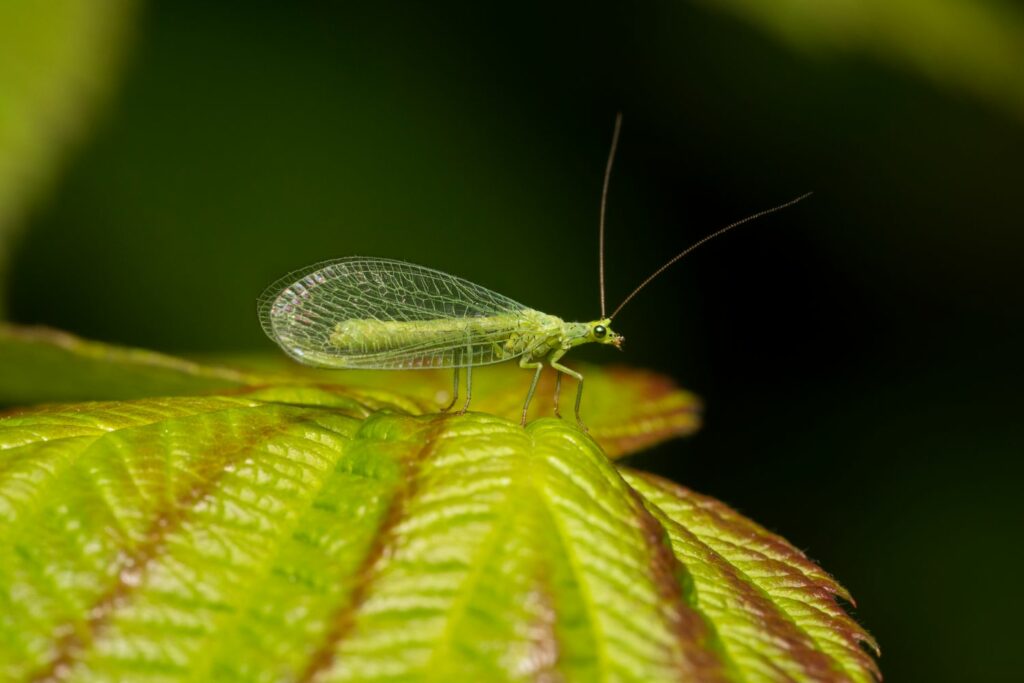 Green lacewing on leaf