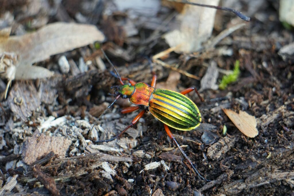 Golden ground beetle in garden