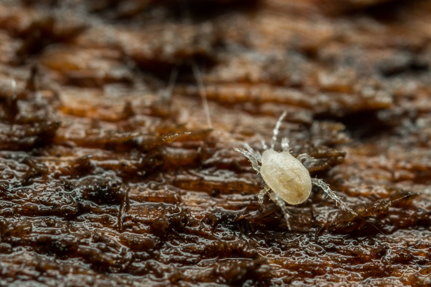 Beneficial garden animals and insects - Plantura