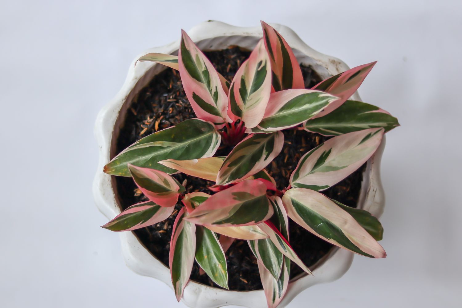 Potted Calathea ’Triostar’ plants