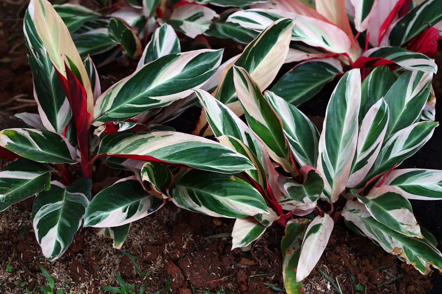 Calathea ‘Triostar’ in garden bed