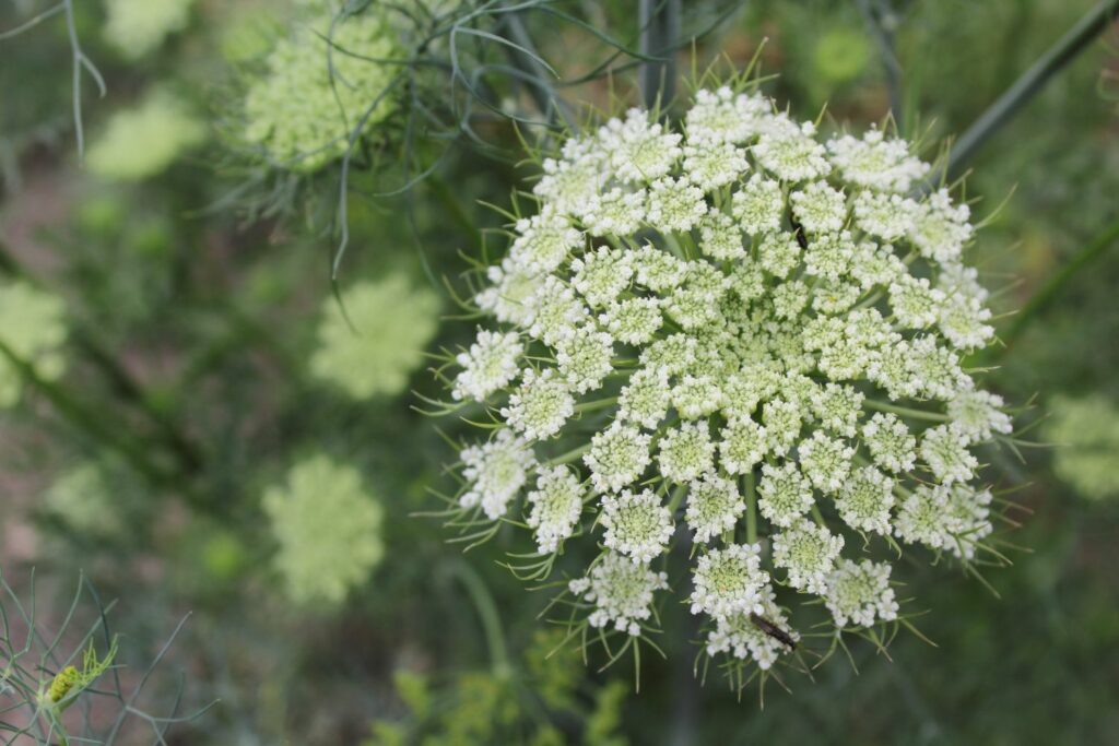 white carrot flower proudly splayed