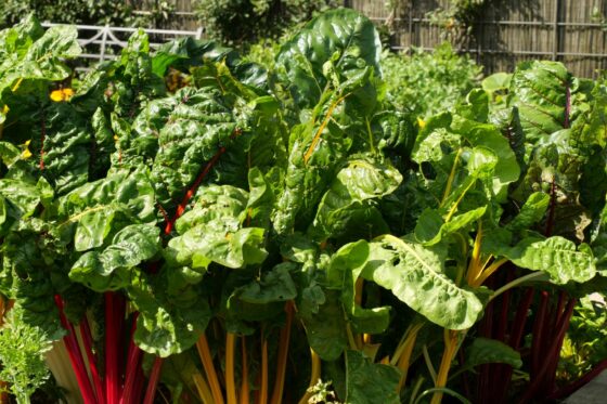 Chard companion plants: what grows well with chard?