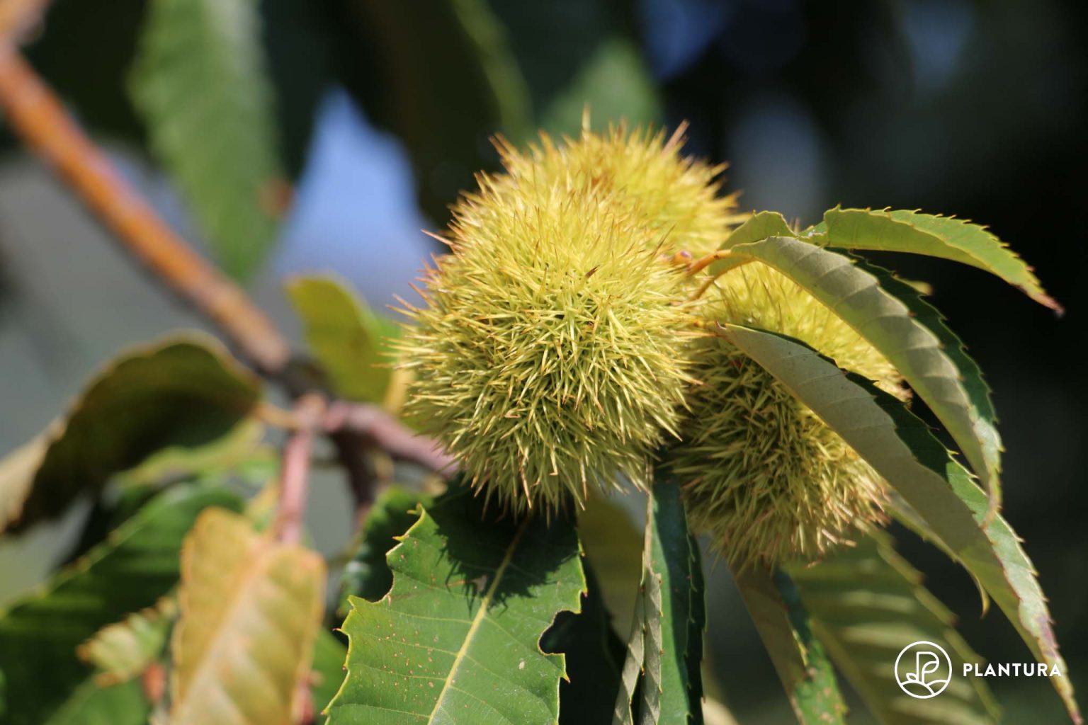 Horse chestnuts vs sweet chestnuts 4 differences Plantura