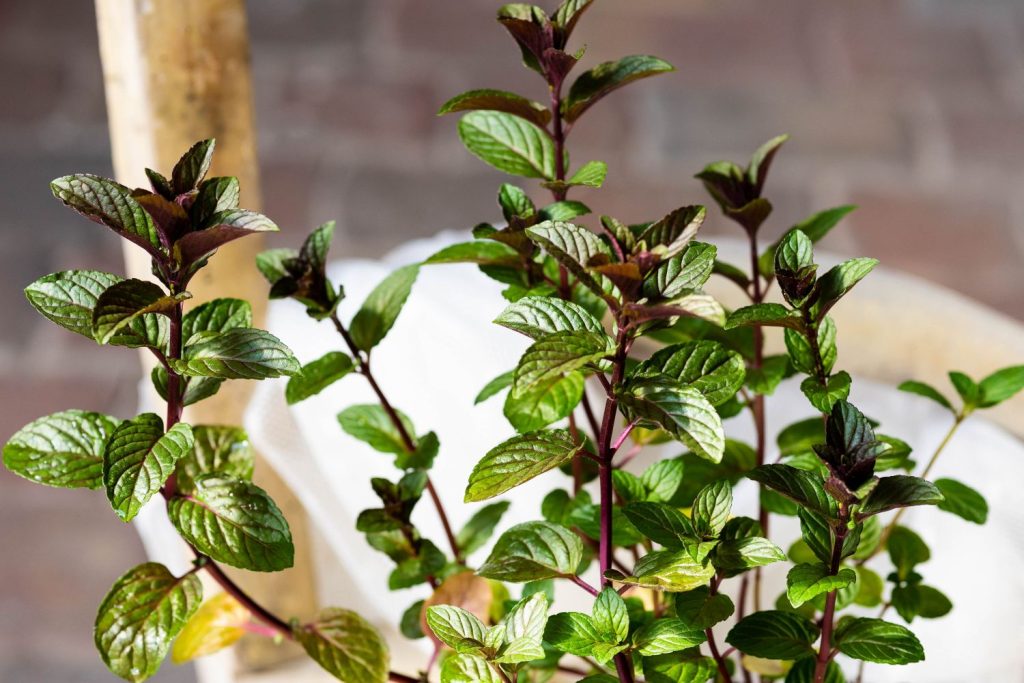 Chocolate Mint plant with dark stems