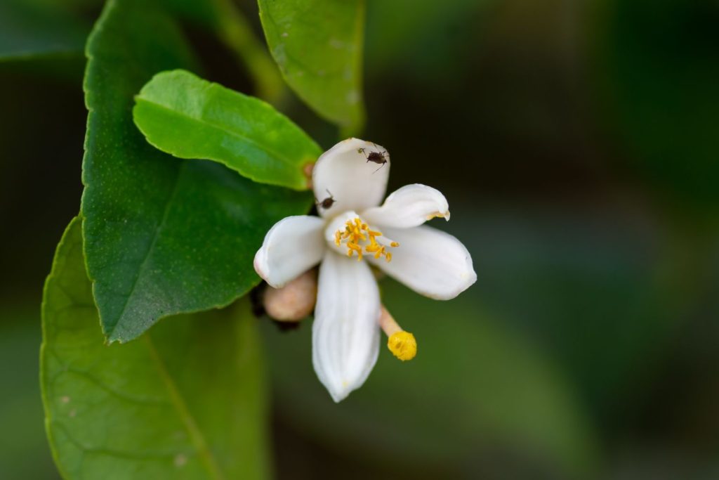 White Rangpur flower