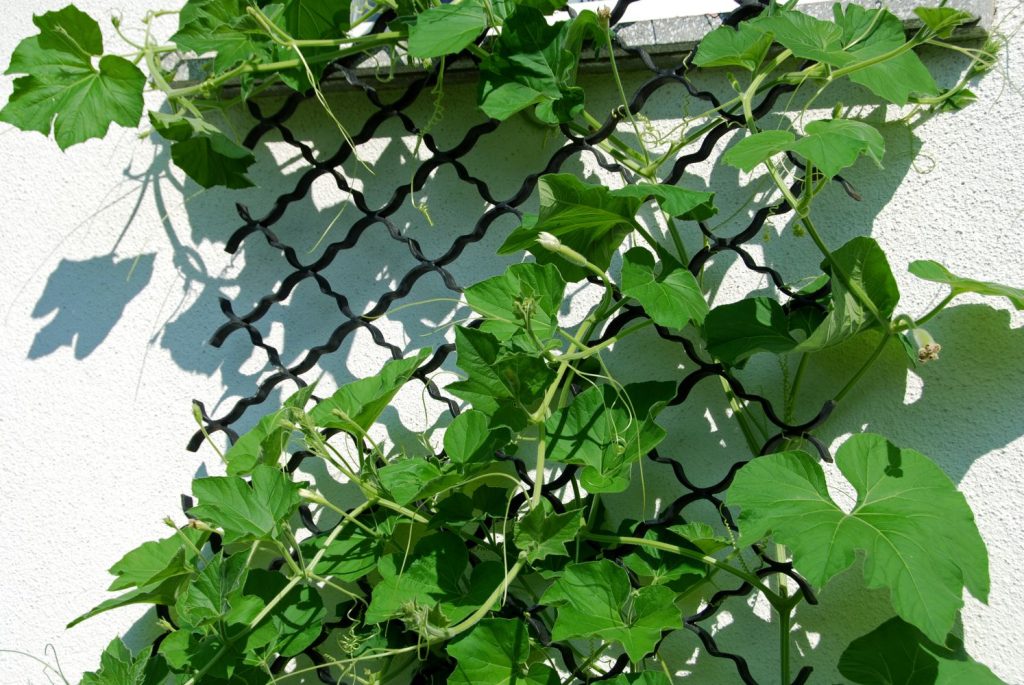 Courgette climbing up plastic trellis