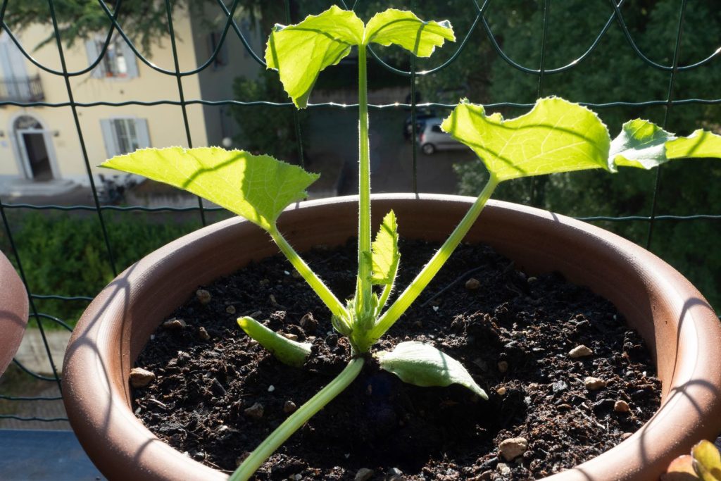 Potted courgette in the sun