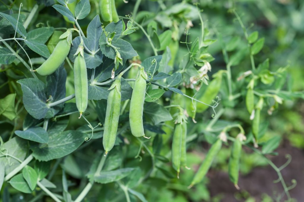 Pea plants with pods