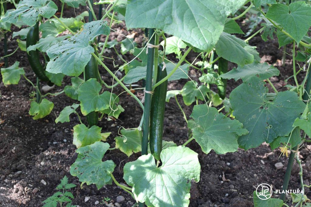 Cucumber growing up a pole