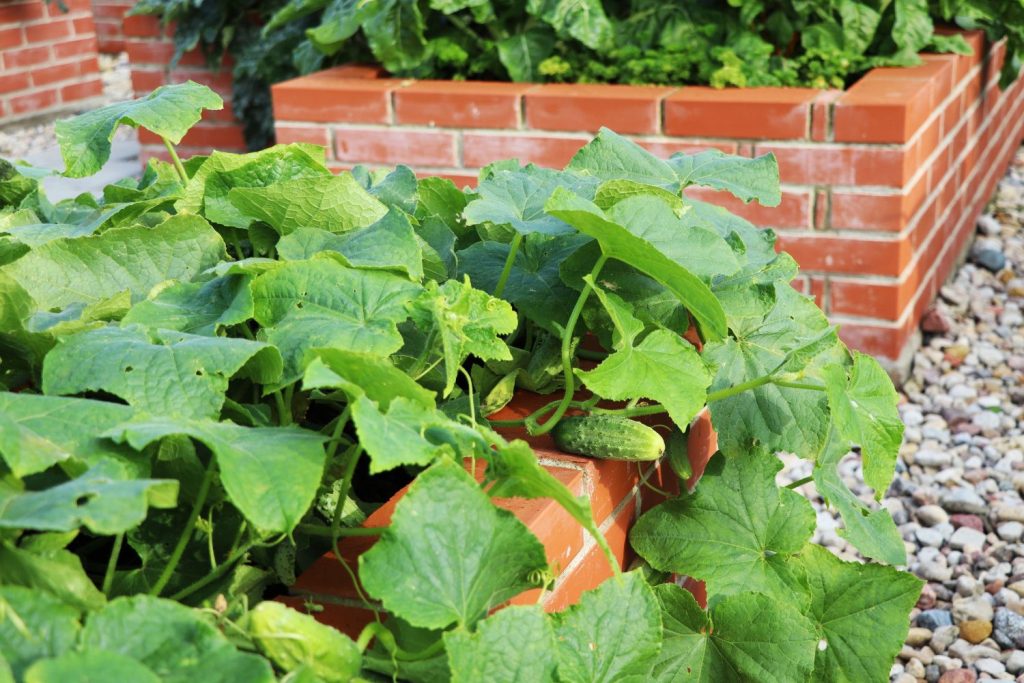 brick raised garden bed for cucumbers