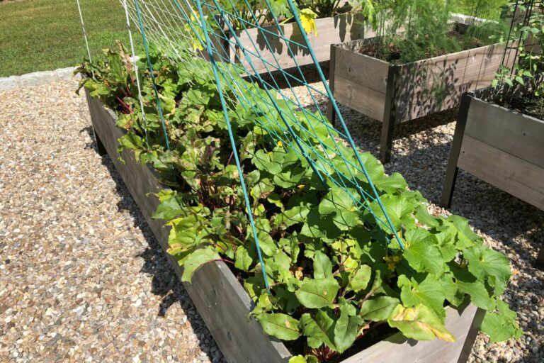 Cucumbers in raised beds: how to plant & grow - Plantura