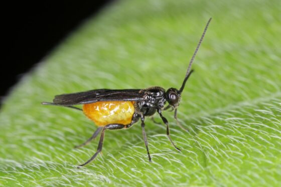 Encarsia formosa parasitic wasps: a natural way to get rid of whiteflies