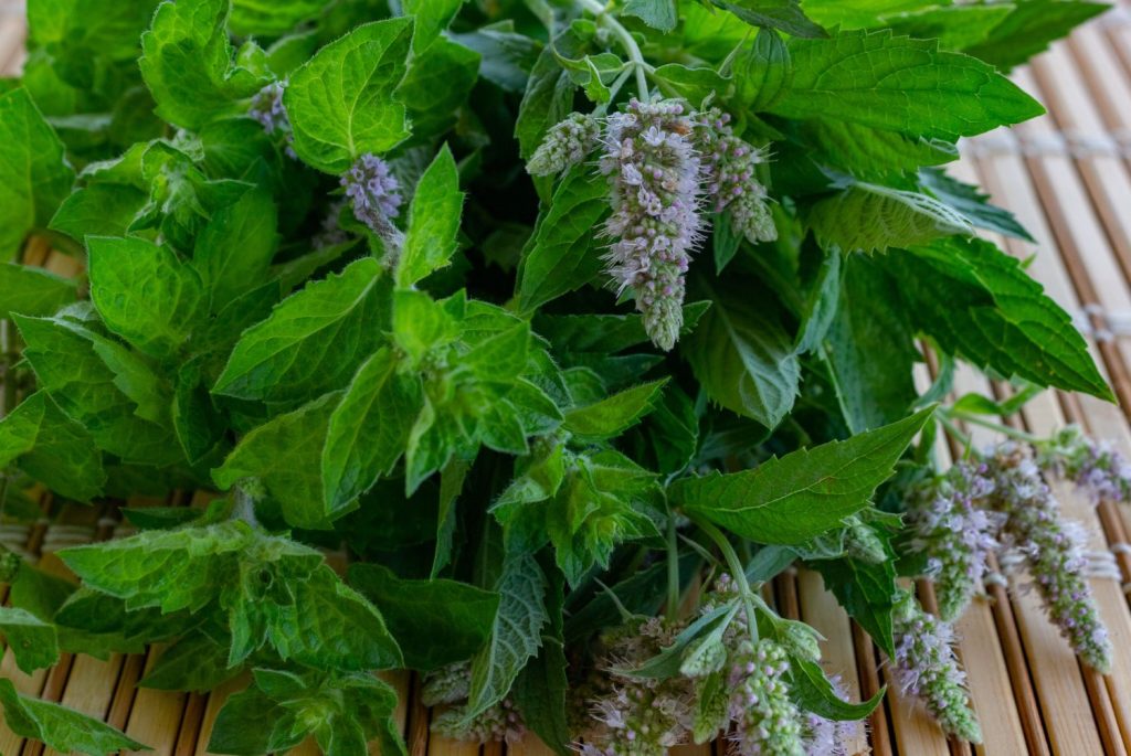 Fresh green peppermint leaves and flowers