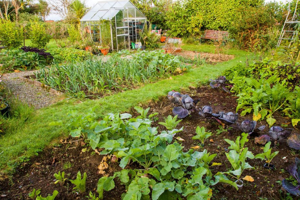 Healthy garden with different plants in separate plots