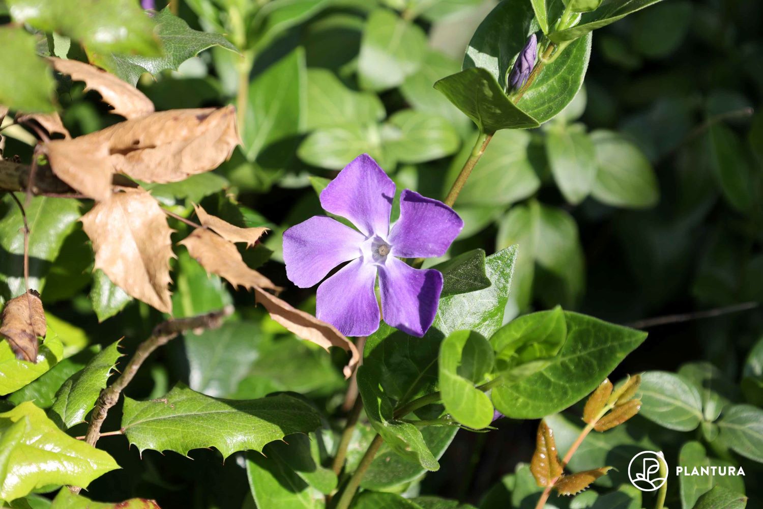 A blooming greater periwinkle