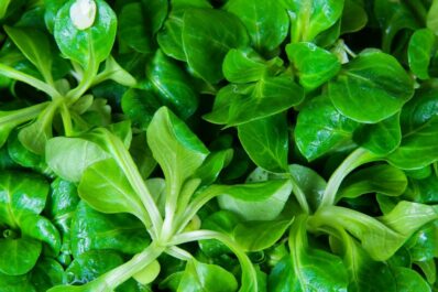 Growing lamb’s lettuce: sowing, location & care