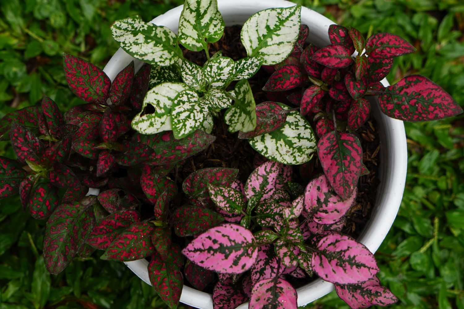 The green, red and pink leaves of the polka dot plant