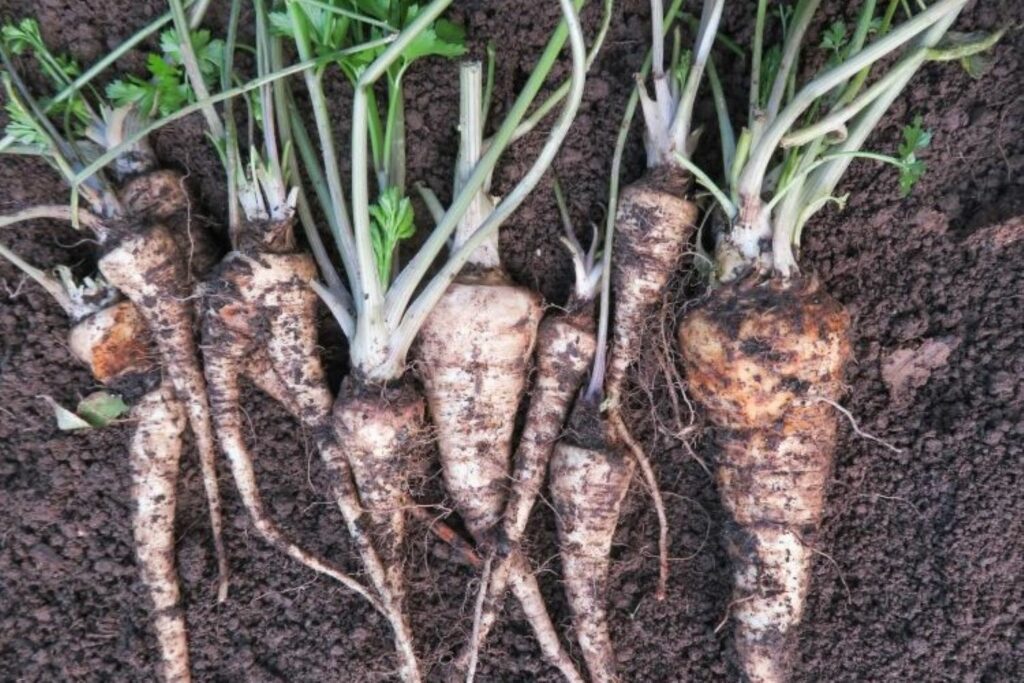 parsley root in soil