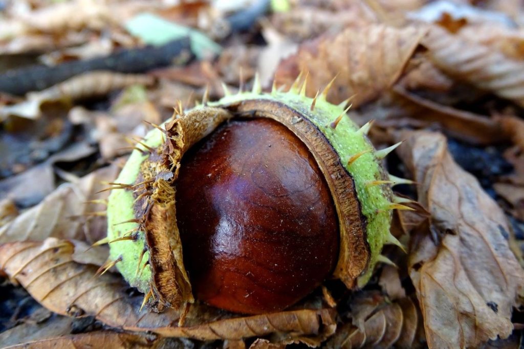 A horse chestnut conker