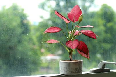 Indoor plants with red leaves: our top 10