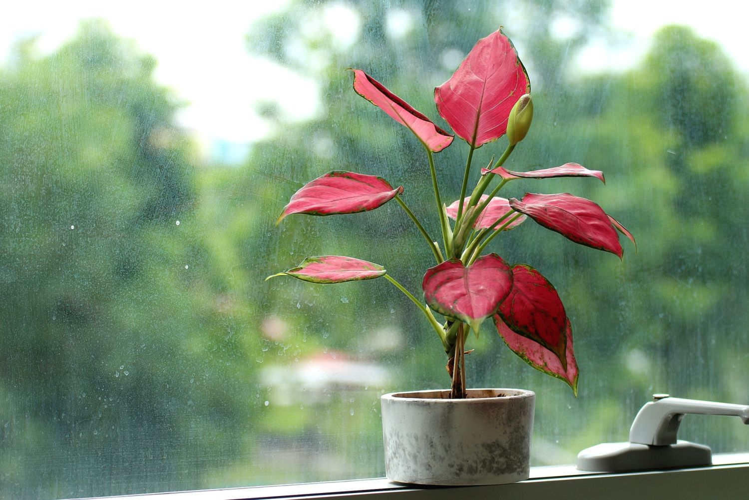 Red leaved houseplant on windowsill