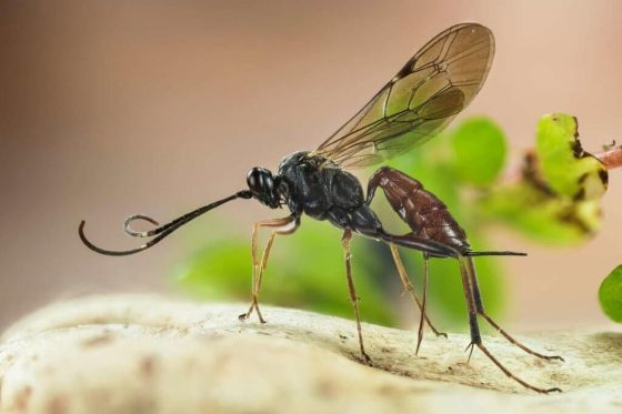 Using ichneumon wasps against aphids, coccoidea & whiteflies: tips for success