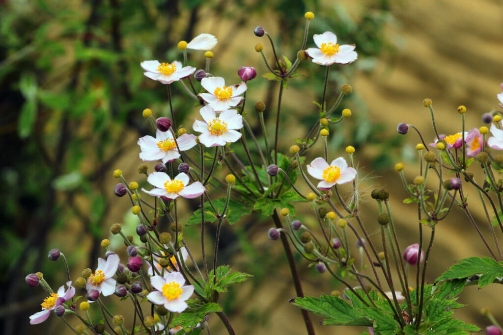 A Japanese anemone plant in flower