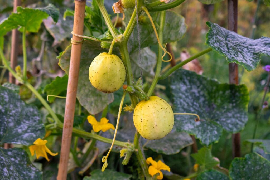 round yellow cucumbers with prickles