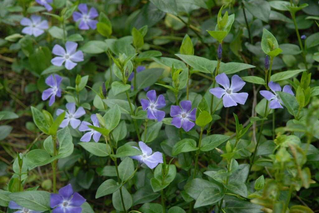 Green lesser periwinkle plant