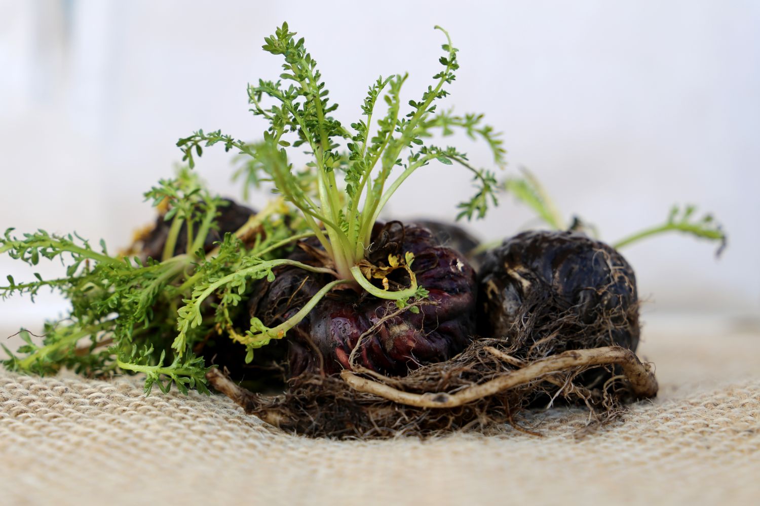 Purple maca roots with leaves