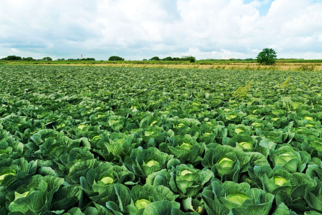 A field of cabbage grown as a mono crop