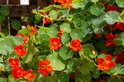 Nasturtium: profile, hardiness & propagation