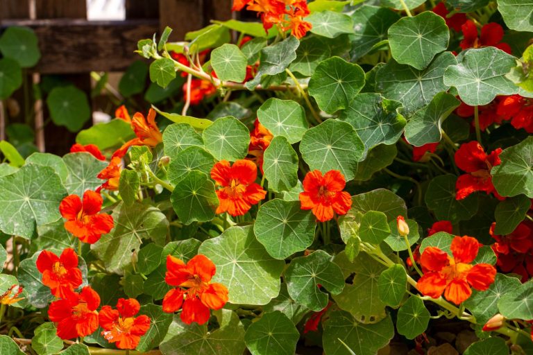 Nasturtium plant profile, hardiness & propagation Plantura