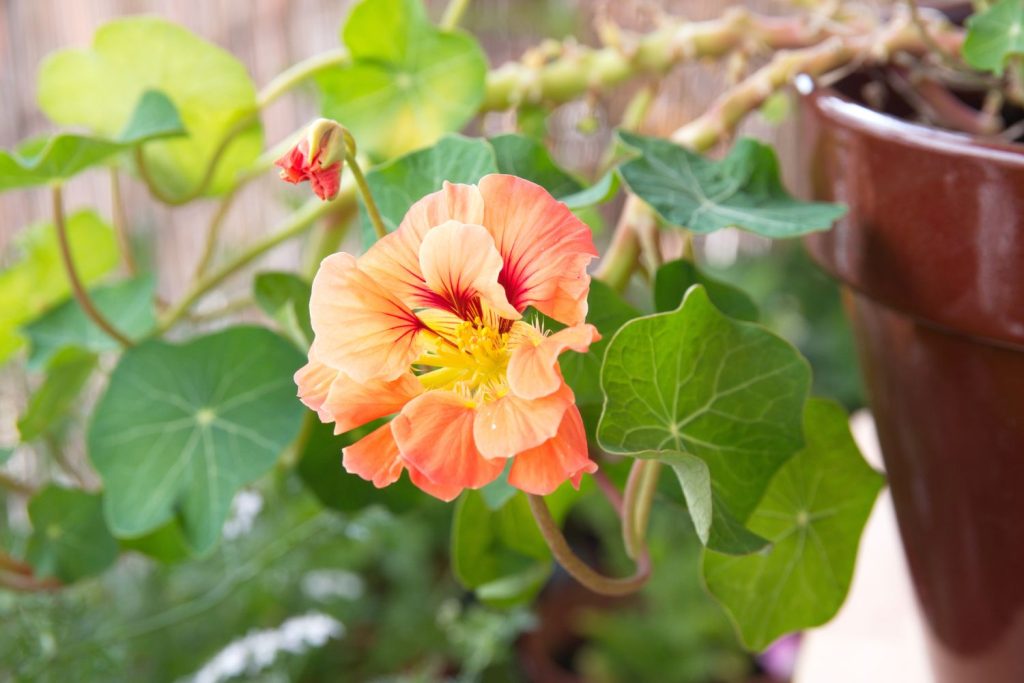 Salmon-coloured nasturtium flower