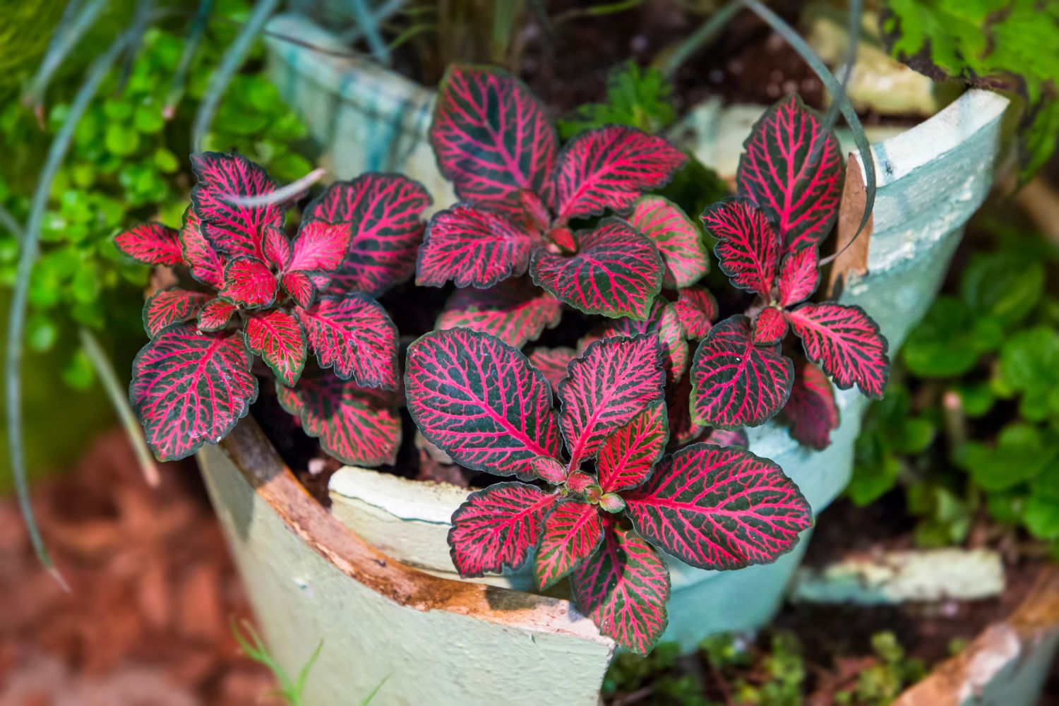 Red-green leaves of the nerve plant