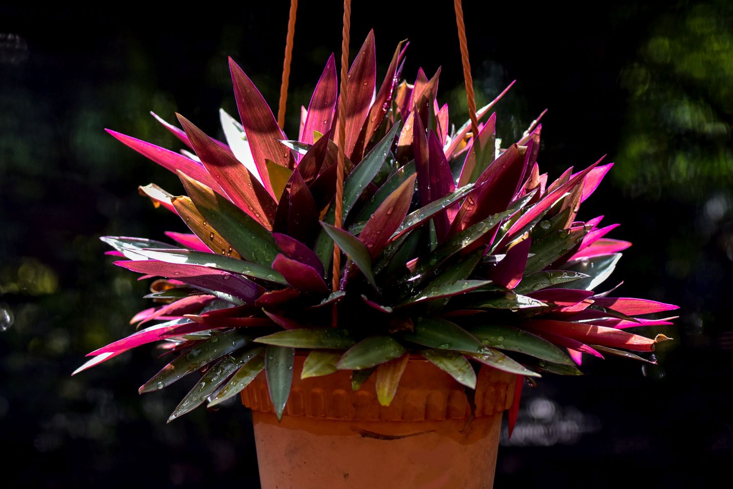 Oyster plant in hanging pot