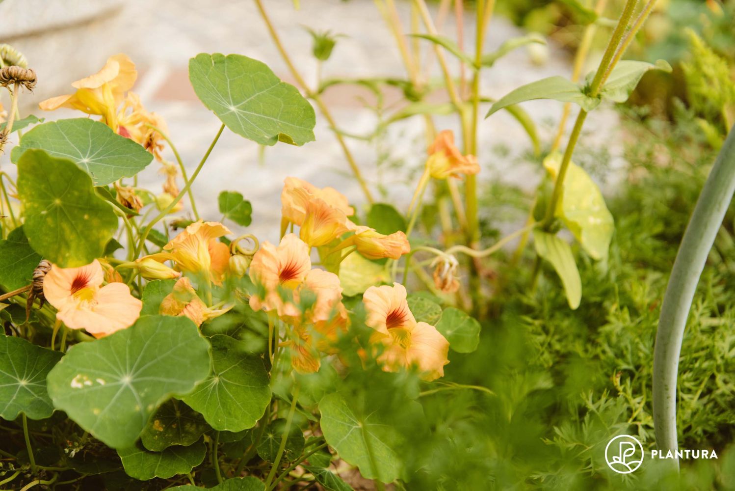 Nasturtium plant profile, hardiness & propagation Plantura
