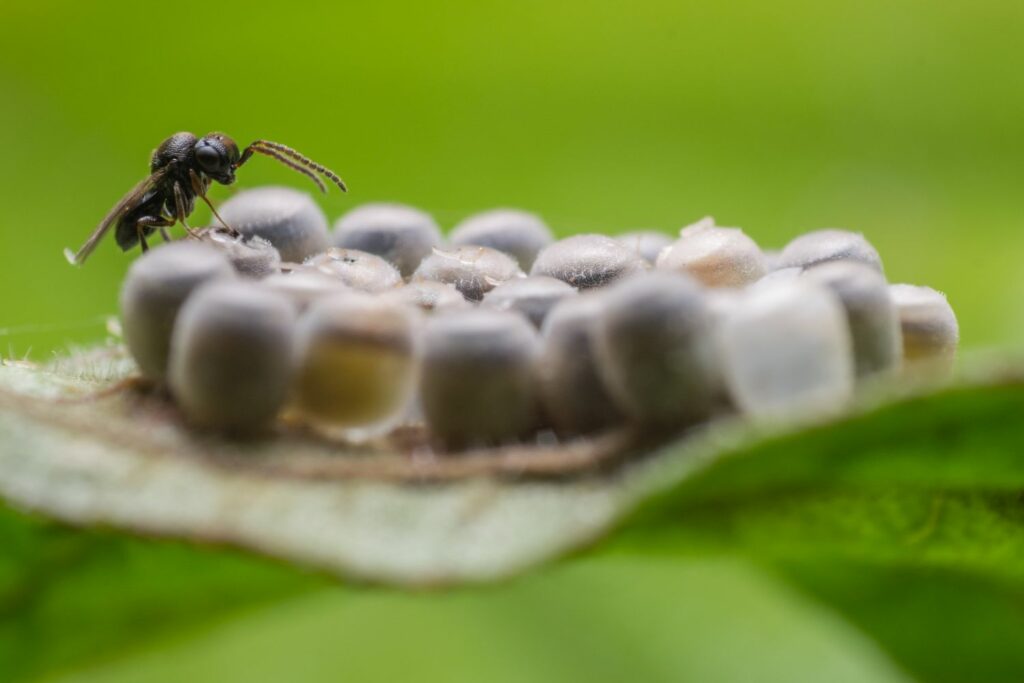 Parasitic wasp adult parasitising eggs