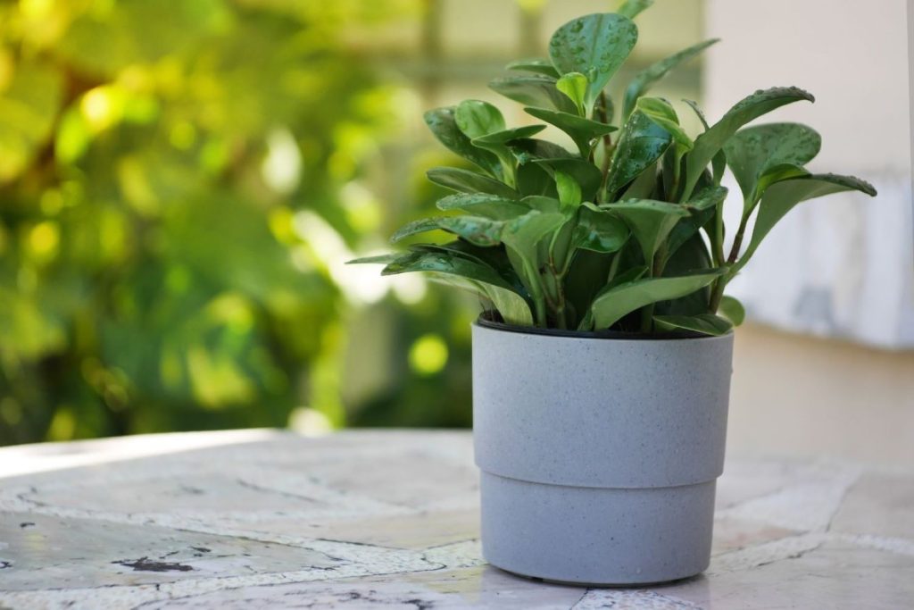 Peperomia plant in shade