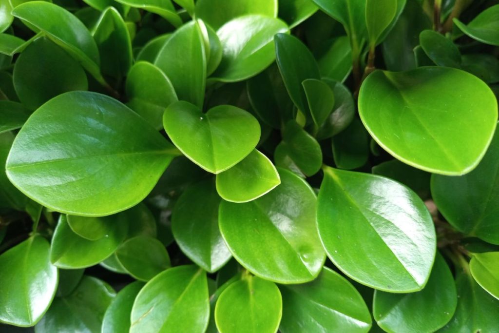 Close up of peperomia leaves