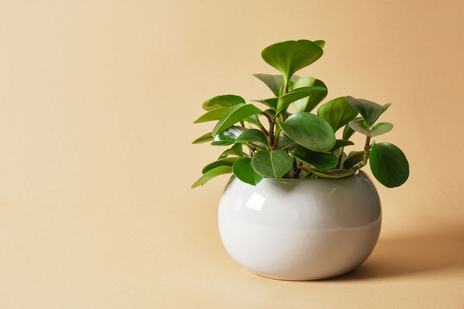 How to Grow and Care for Peperomia Plants