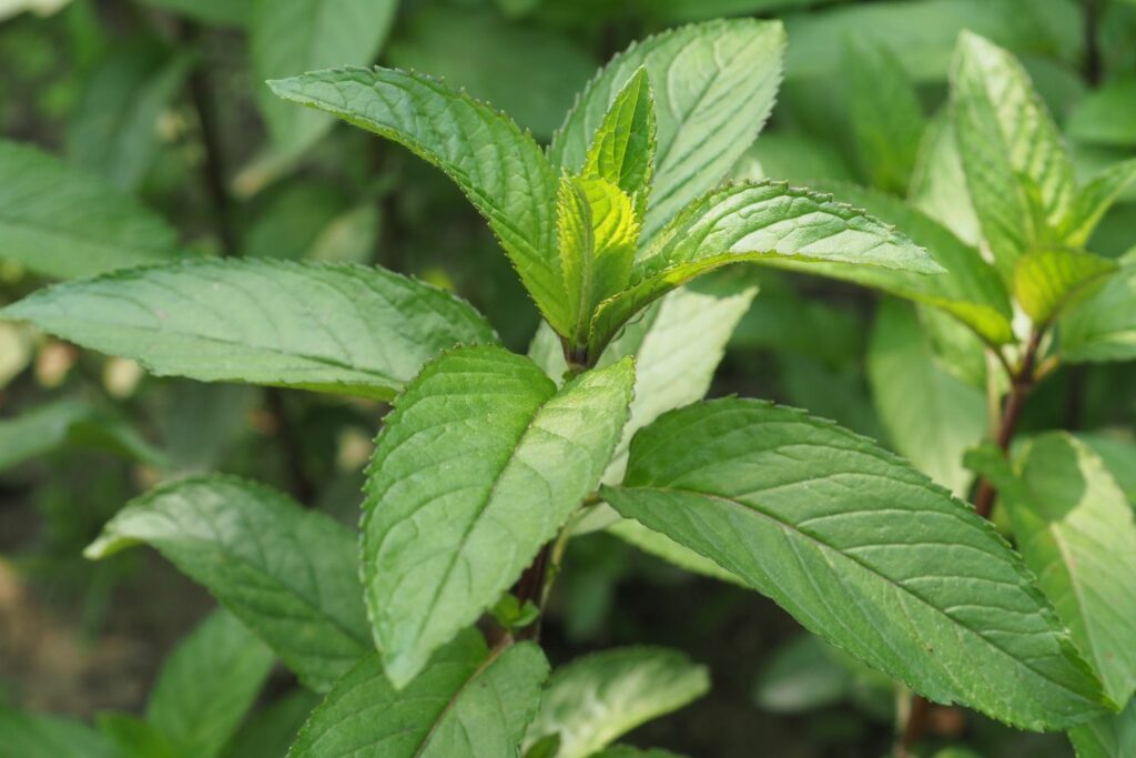 Close up of peppermint plant