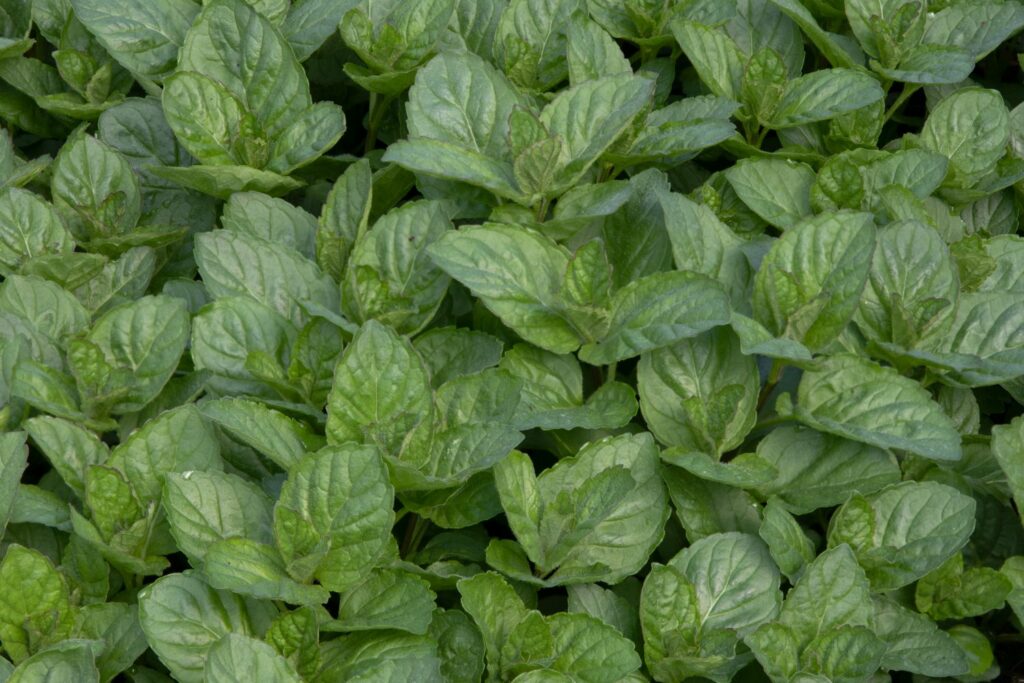 Dense patch of peppermint plants