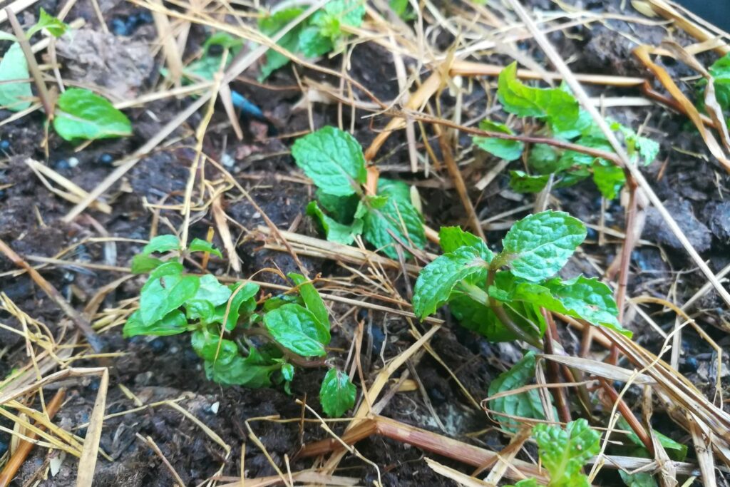 Small peppermint plants after pruning